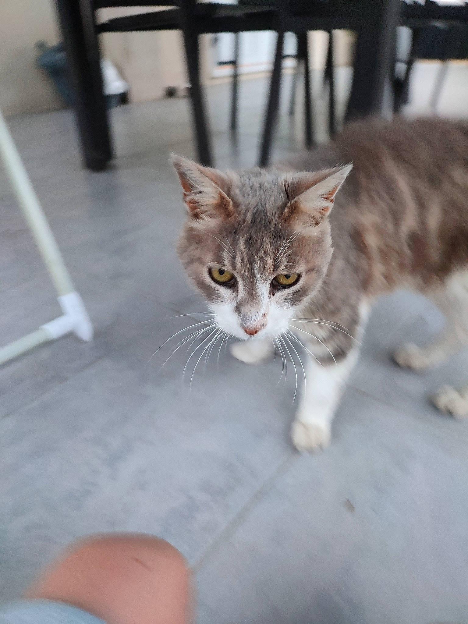 Esca participe au concours pour gagner de l'argent avec cette photo : carnivore, cat, claw, domestic_short_haired_cat, fawn, felidae, foot, fur, gesture, human_leg, paw, sitting, small_to_medium_sized_cats, snout, tail, tree, whiskers, wildlife, window, wood