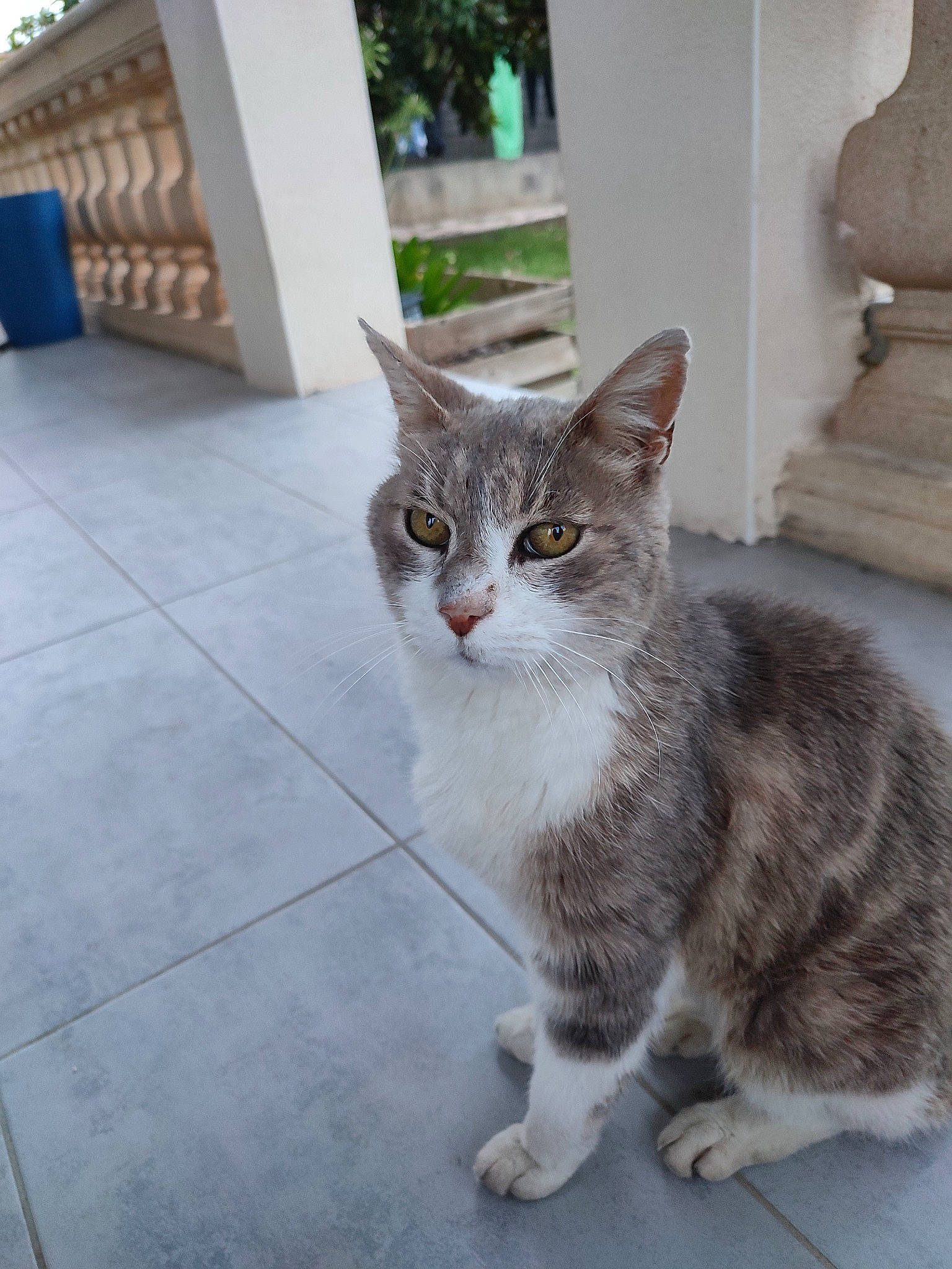 Esca a rejoint le concours — aidez-le/la à gagner de superbes lots ! carnivore, cat, claw, domestic_short_haired_cat, door, felidae, flooring, fur, grey, paw, plant, road_surface, sitting, small_to_medium_sized_cats, snout, tail, tree, whiskers, window
