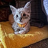 Cookie joined the competition — help win amazing prizes! kitten, cat, yellow_towel, collar, bell, indoor, feline, cute, pet, fur, whiskers, resting, young_animal, curious, closeup, fluffy, domestic_animal, cozy, soft_texture, striped
