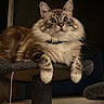 Cookie is registered to the contest to win money with this photo: cat, fluffy, wide_eyes, cat_tree, indoor, pet, feline, resting, dark_background, whiskers, paws, curious, fur, animal, mammal, domestic, portrait, cute, relaxed, night