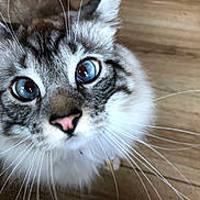 Cookie is registered to the contest to win money with this photo: cat, close_up, blue_eyes, whiskers, pink_nose, feline, curious, pet, animal, fur, indoor, wooden_floor, portrait, mammal, domestic_animal, face, cute, whisker, looking_up, tabby