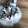 cat, close_up, blue_eyes, whiskers, pink_nose, feline, curious, pet, animal, fur, indoor, wooden_floor, portrait, mammal, domestic_animal, face, cute, whisker, looking_up, tabby
