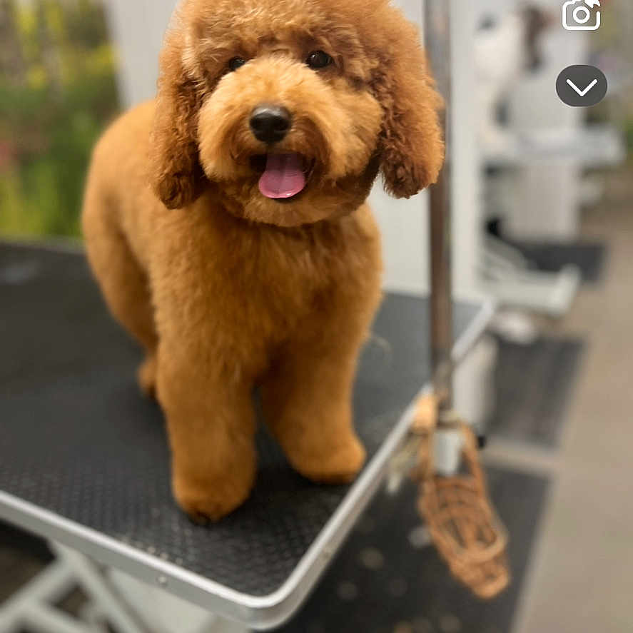 Hazel is registered to the contest to win money with this photo: airedale, animal, bodypart, canine, doctor, dog, finger, goldenretriever, hand, hound, person, pet, plush, poodle, puppy, snout, teddybear, terrier, text, toy