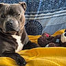 Crumble a rejoint le concours — aidez-le/la à gagner de superbes lots ! dog, pit_bull, pet, animal, portrait, close_up, sitting, lying_down, serious, brown_fur, white_chest, floppy_ears, dark_eyes, stuffed_animal, teddy_bear, yellow_blanket, blue_couch, indoor, cozy, patterned_background
