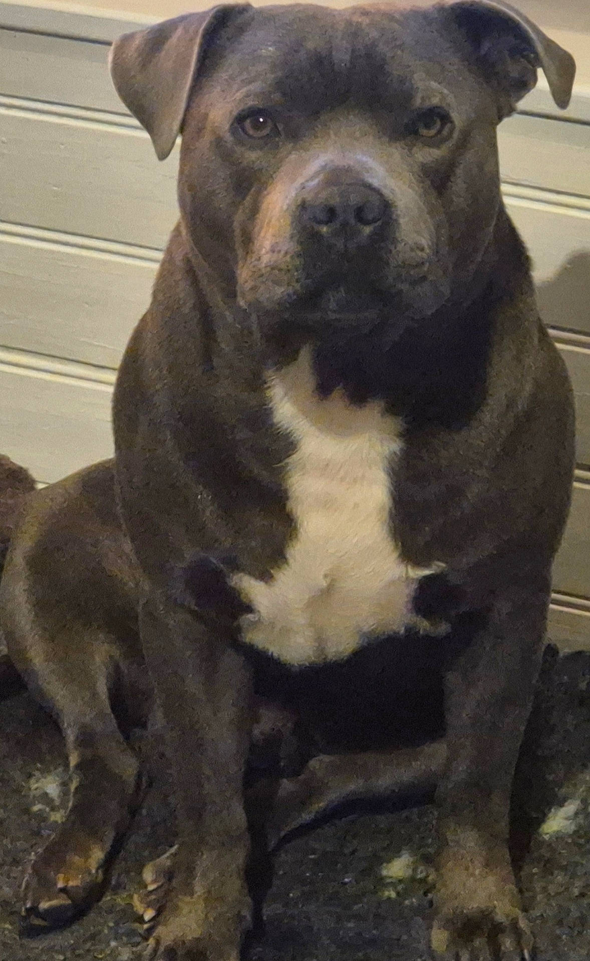 Crumble participe au concours pour gagner de l'argent avec cette photo : animal, brindle_coat, canine, dark_coat, dog, floppy_ears, front_facing, garage, indoors, muscular, paneling, paws, pet, pit_bull_type, portrait, serious_expression, short_hair, sitting, stocky, white_chest