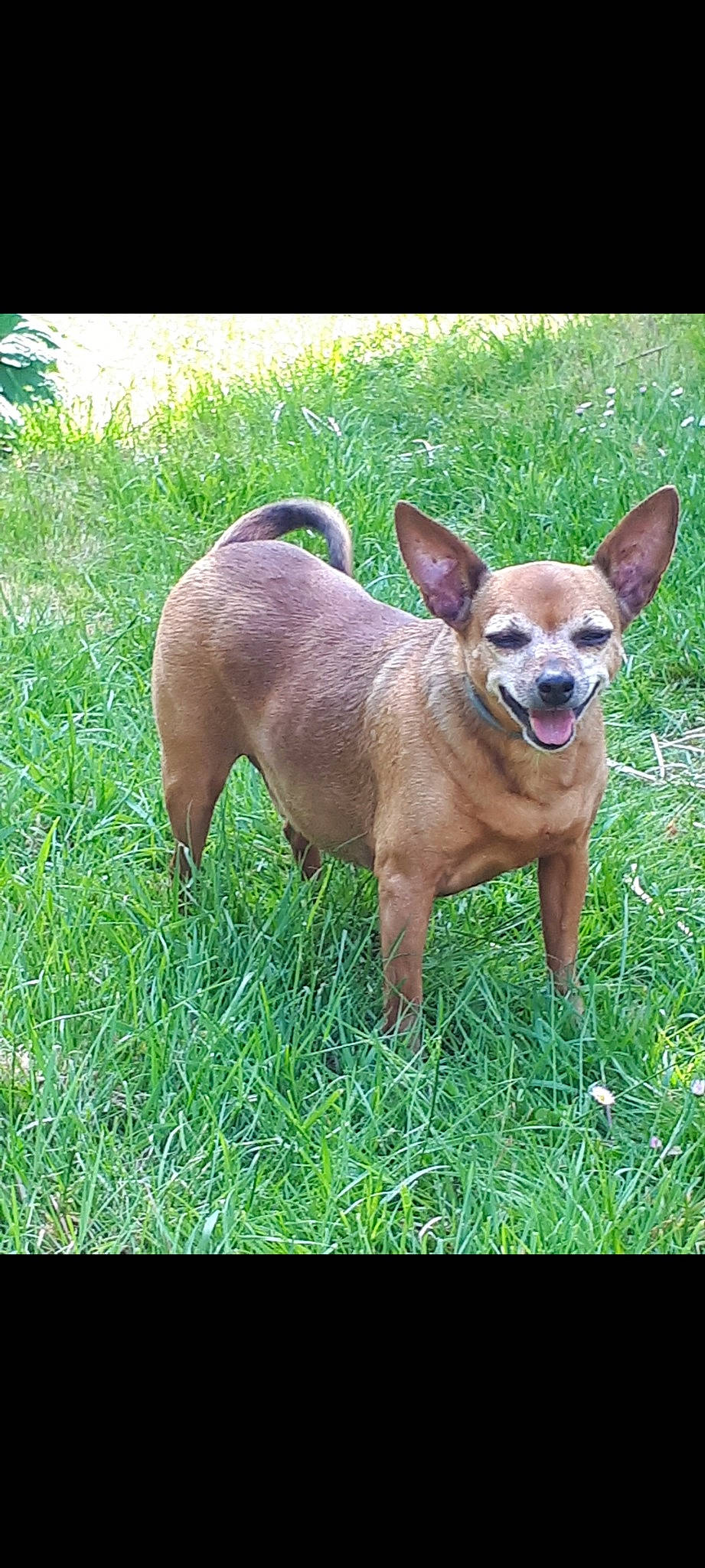 Léo participe au concours pour gagner de l'argent avec cette photo : carnivore, chihuahua, collar, companion_dog, dog, dog_breed, dog_collar, ear, fawn, grass, liver, plant, russkiy_toy, snout, sporting_group, tail, terrestrial_animal, toy_dog, whiskers, working_animal