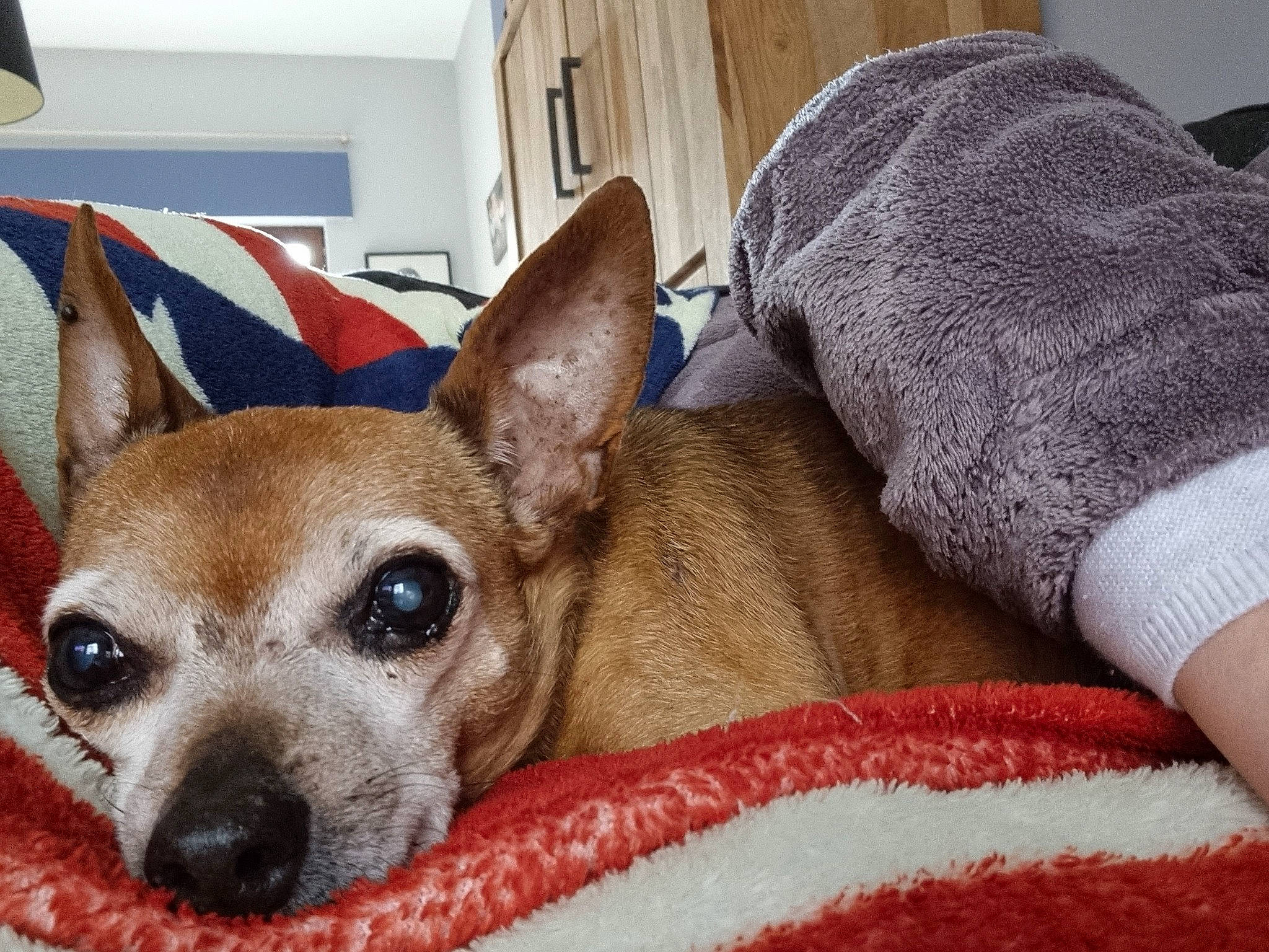 Léo a rejoint le concours — aidez-le/la à gagner de superbes lots ! canidae, carnivore, chihuahua, collar, comfort, companion_dog, corgi_chihuahua, dog, dog_breed, dog_supply, ear, fawn, fur, linens, snout, sporting_group, terrestrial_animal, toy_dog, whiskers, working_animal