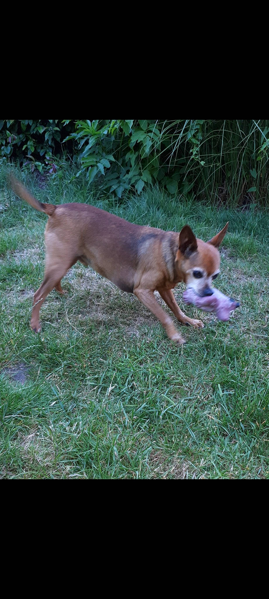 Léo participe au concours pour gagner de l'argent avec cette photo : canidae, carnivore, companion_dog, dog, dog_breed, fawn, grass, hound, hunting_dog, liver, non_sporting_group, plant, puppy, snout, sporting_group, tail, terrestrial_animal, wood, working_animal, working_dog