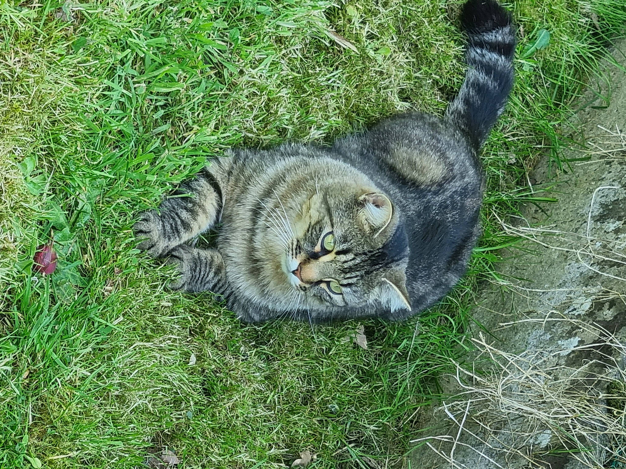 Sawyer participe au concours pour gagner de l'argent avec cette photo : carnivore, cat, domestic_short_haired_cat, felidae, fur, grass, grass_family, groundcover, plant, small_to_medium_sized_cats, snout, tail, terrestrial_animal, whiskers, wildlife