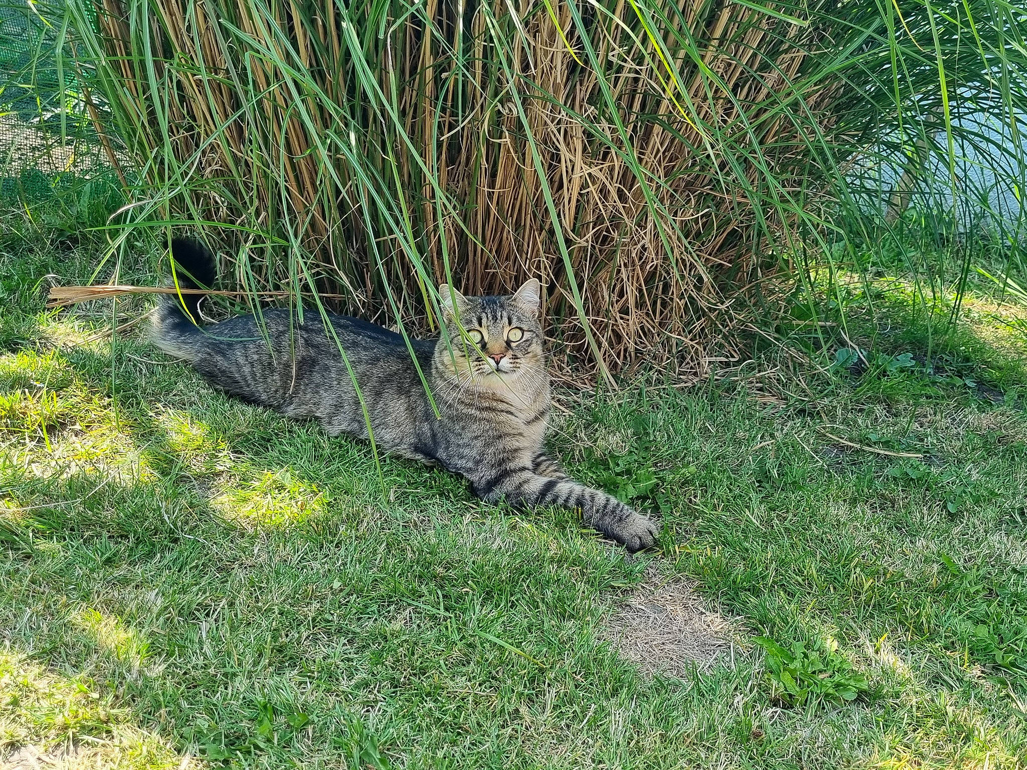 Sawyer a rejoint le concours — aidez-le/la à gagner de superbes lots ! carnivore, cat, domestic_short_haired_cat, fawn, felidae, fur, grass, grass_family, grassland, groundcover, plant, prairie, small_to_medium_sized_cats, snout, tail, terrestrial_animal, tree, trunk, whiskers, wildlife