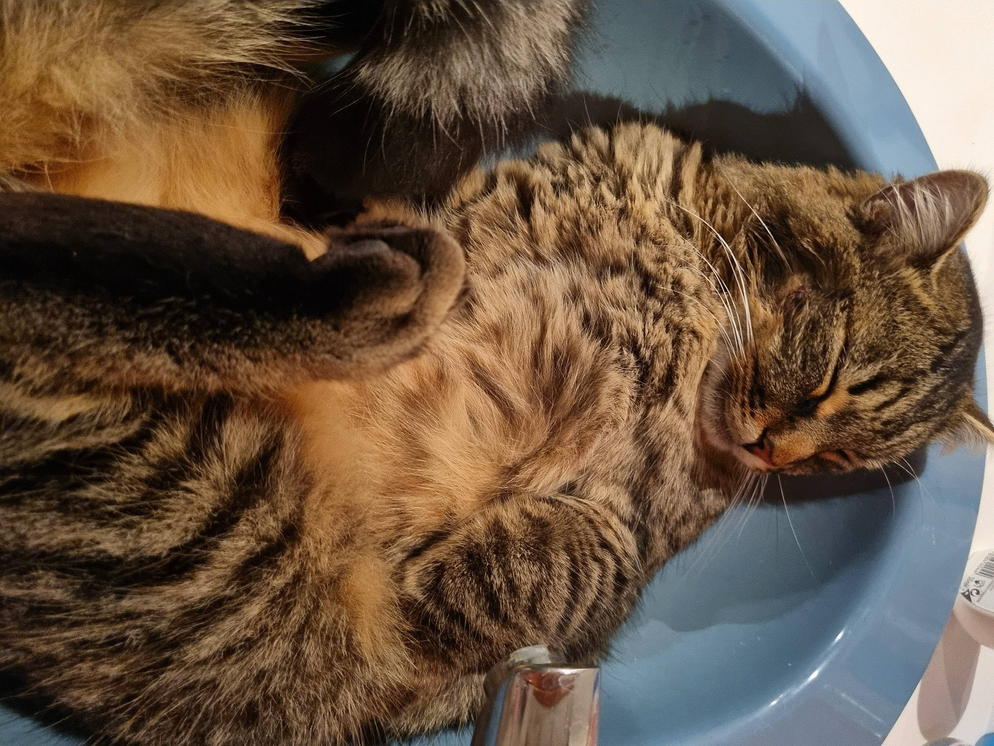 Sawyer participe au concours pour gagner de l'argent avec cette photo : carnivore, cat, claw, comfort, domestic_short_haired_cat, felidae, fur, nap, paw, small_to_medium_sized_cats, snout, tail, whiskers