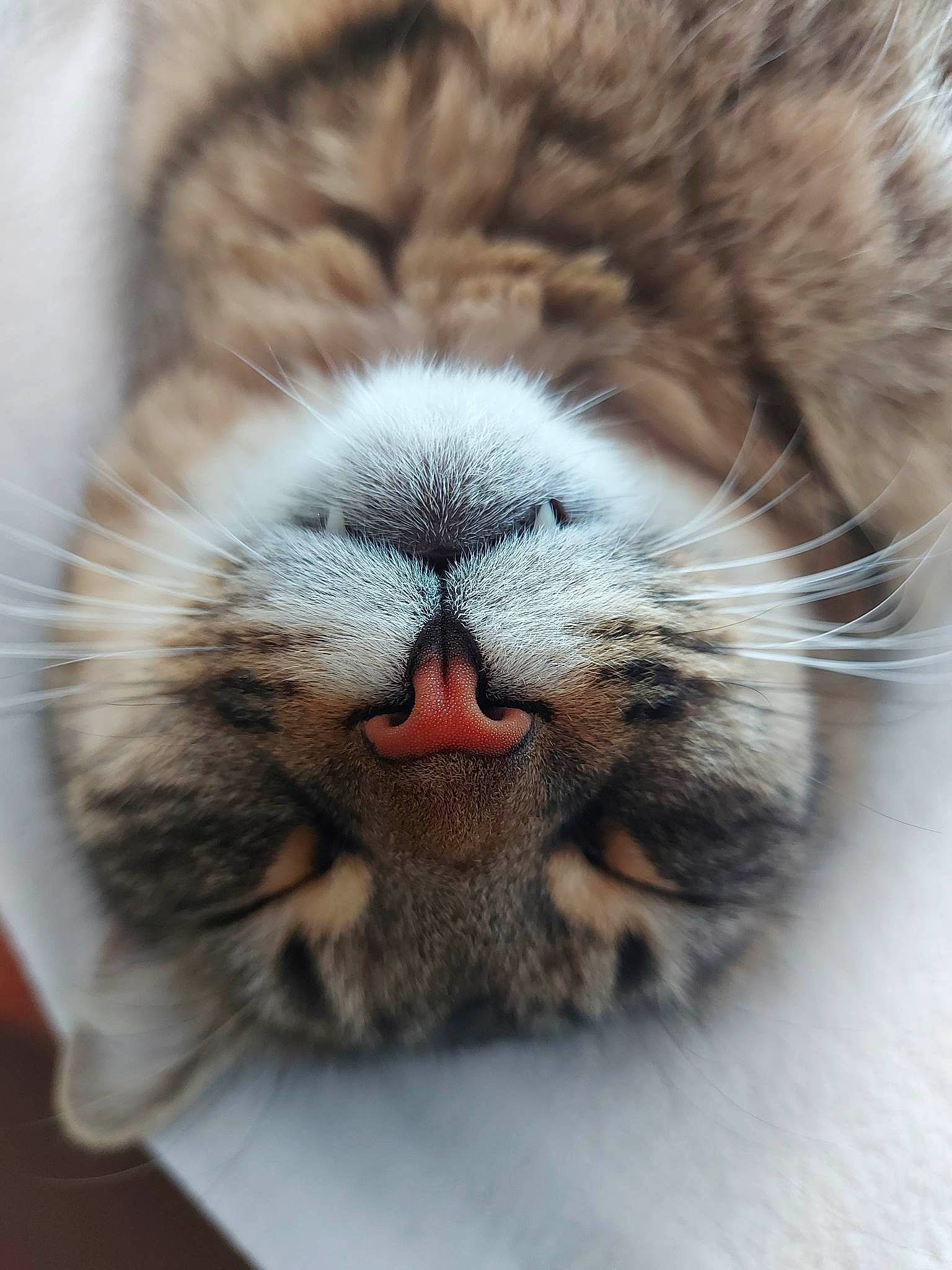 Sawyer participe au concours pour gagner de l'argent avec cette photo : bengal_tiger, big_cats, carnivore, cat, close_up, ear, eye, face, fawn, felidae, hair, head, human_body, nose, siberian_tiger, small_to_medium_sized_cats, snout, terrestrial_animal, tiger, whiskers