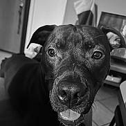 Aïko a rejoint le concours — aidez-le/la à gagner de superbes lots ! animal, black_and_white, blurred_background, canine, close_up, companion, dog, domestic, door, ears, face, furniture, happy, household, indoor, looking_at_camera, pet, portrait, tile_floor, tongue_out