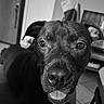 animal, black_and_white, blurred_background, canine, close_up, companion, dog, domestic, door, ears, face, furniture, happy, household, indoor, looking_at_camera, pet, portrait, tile_floor, tongue_out