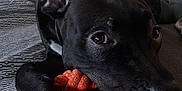 Aïko a rejoint le concours — aidez-le/la à gagner de superbes lots ! dog, black_dog, pet, toy, rope_toy, bed, bedding, pillow, indoor, animal, playful, chewing, close_up, canine, fur, ears, eyes, mouth, resting, comfort