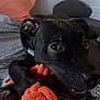 dog, black_dog, pet, toy, rope_toy, bed, bedding, pillow, indoor, animal, playful, chewing, close_up, canine, fur, ears, eyes, mouth, resting, comfort
