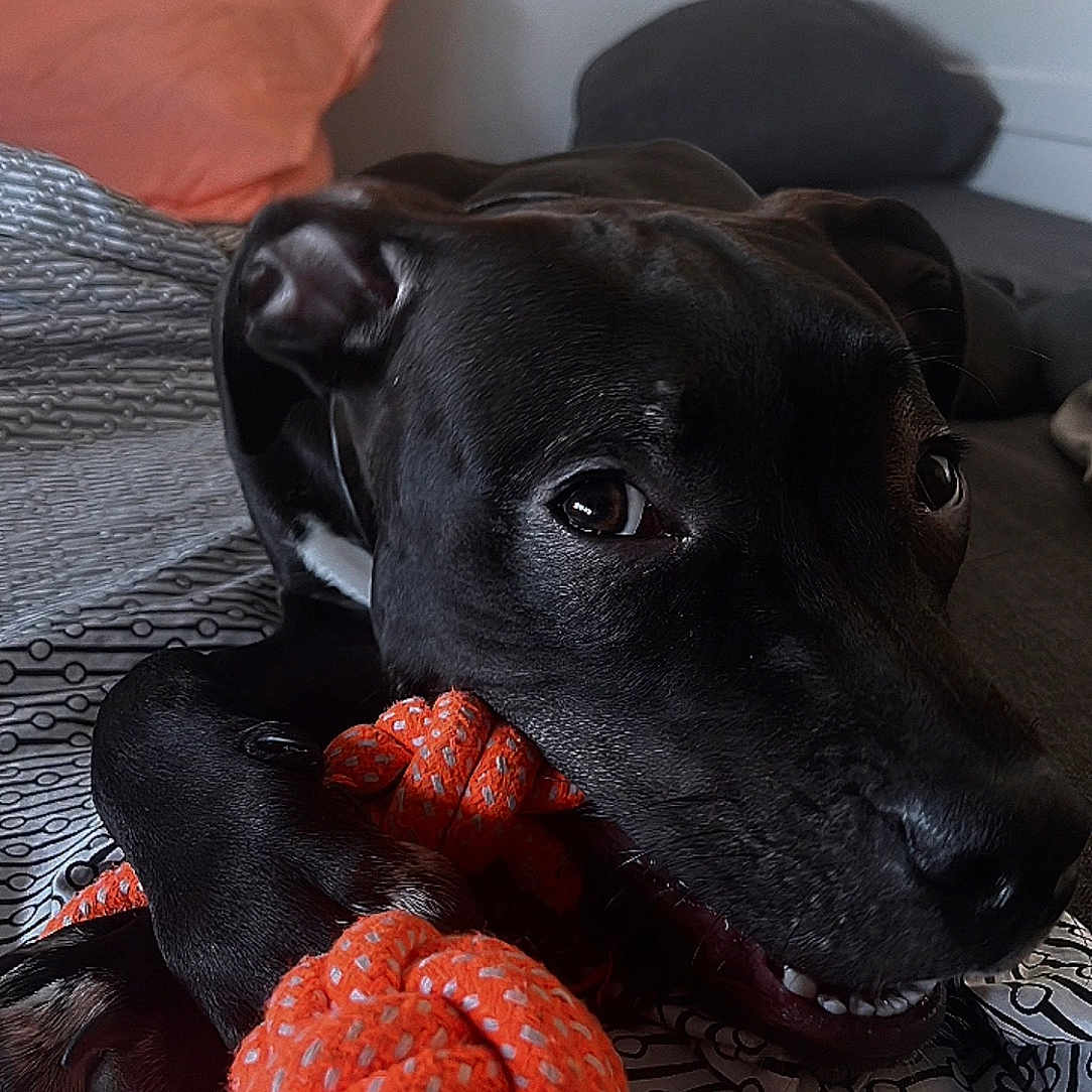 Aïko a rejoint le concours — aidez-le/la à gagner de superbes lots ! animal, bed, bedding, black_dog, canine, chewing, close_up, comfort, dog, ears, eyes, fur, indoor, mouth, pet, pillow, playful, resting, rope_toy, toy