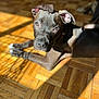 dog, indoor, sunlight, parquet_floor, pet, animal, brown_coat, relaxing, curious, ears, eyes, snout, shadow, flooring, domestic, companion, canine, laying_down, natural_light, closeup