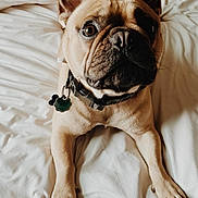 Modelo is registered to the contest to win money with this photo: animal, bed, brown_fur, canine, close_up, collar, cute, dog, ears, french_bulldog, indoor, looking_up, lying_down, nose, paws, pet, tag, whiskers, white_bedspread, wrinkles