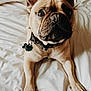 animal, bed, brown_fur, canine, close_up, collar, cute, dog, ears, french_bulldog, indoor, looking_up, lying_down, nose, paws, pet, tag, whiskers, white_bedspread, wrinkles