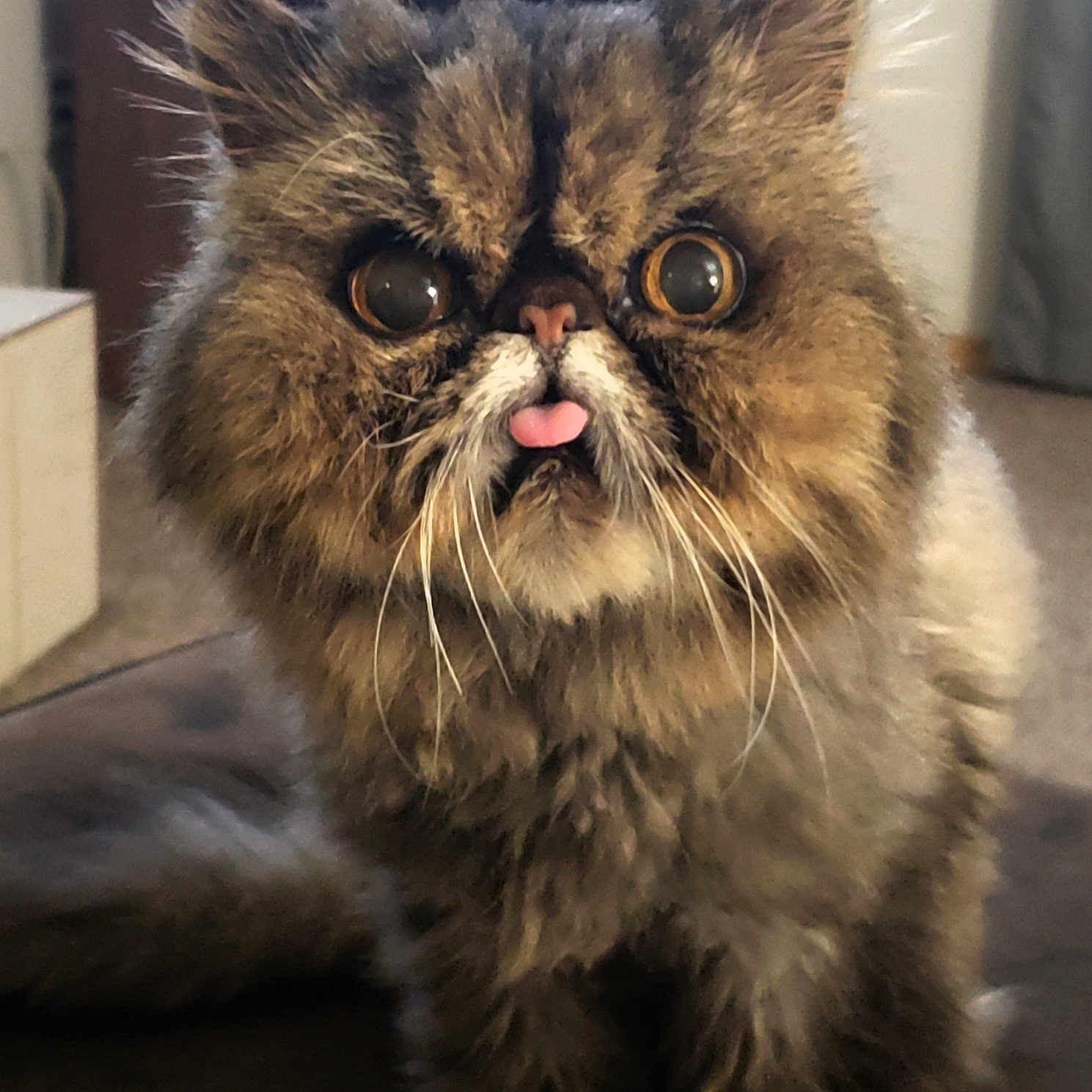 Pugslee is registered to the contest to win money with this photo: animal, brown, cat, close_up, cute, domestic_animal, face, feline, fluffy, funny_expression, fur, house, indoor, pet, portrait, sitting, tabby, tongue_out, whiskers, wide_eyes