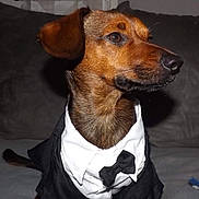 Obélix a rejoint le concours — aidez-le/la à gagner de superbes lots ! canidae, carnivore, companion_dog, dachshund, dog, dog_breed, german_pinscher, hunting_dog, mammal, snout, vertebrate