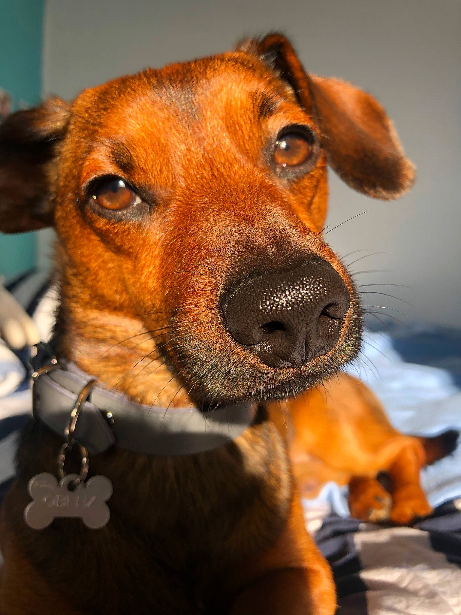 Obélix a rejoint le concours — aidez-le/la à gagner de superbes lots ! austrian_pinscher, canidae, carnivore, companion_dog, dog, dog_breed, ear, eye, fawn, fur, german_pinscher, mammal, mountain_cur, nose, potcake_dog, puppy, rare_breed_dog, snout, vertebrate, whiskers