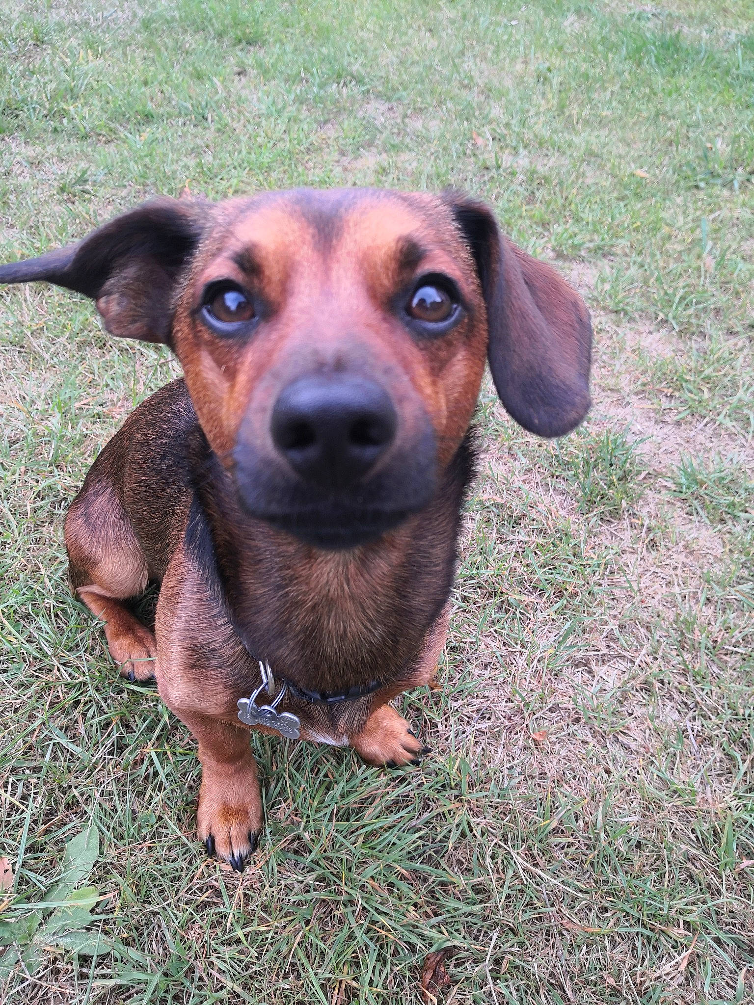 Obélix participe au concours pour gagner de l'argent avec cette photo : beagador, black_mouth_cur, canidae, carnivore, dachshund, dog, dog_breed, fawn, grass, hound, hunting_dog, mammal, mountain_cur, potcake_dog, puppy, rare_breed_dog, snout, vertebrate