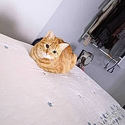 Yammy is registered to the contest to win money with this photo: cat, orange_tabby, bed, bedspread, floral_pattern, indoor, furniture, mirror, clothes, closet, curious, pet, feline, resting, cozy, white, blue, striped, domestic_animal, room
