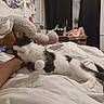 animal, bed, bedroom, black_and_white_cat, blanket, cat, cozy, cuddling, fluffy, home, human_arm, indoor, lying_down, pet, portrait, relaxed, shelves, sleepy, stuffed_animal, wall_art
