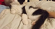 Lilo participe au concours pour gagner de l'argent avec cette photo : animal, bed, bedding, bedroom, black_and_white, blanket, cat, christmas, cozy, fluffy, indoors, long_hair, lying_down, pet, portrait, santa_hat, stuffed_animal, tail, teddy_bear, tuxedo_cat