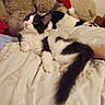 Lilo participe au concours pour gagner de l'argent avec cette photo : cat, black_and_white, fluffy, long_hair, pet, animal, tuxedo_cat, lying_down, bed, bedding, blanket, teddy_bear, stuffed_animal, santa_hat, christmas, indoors, bedroom, cozy, tail, portrait