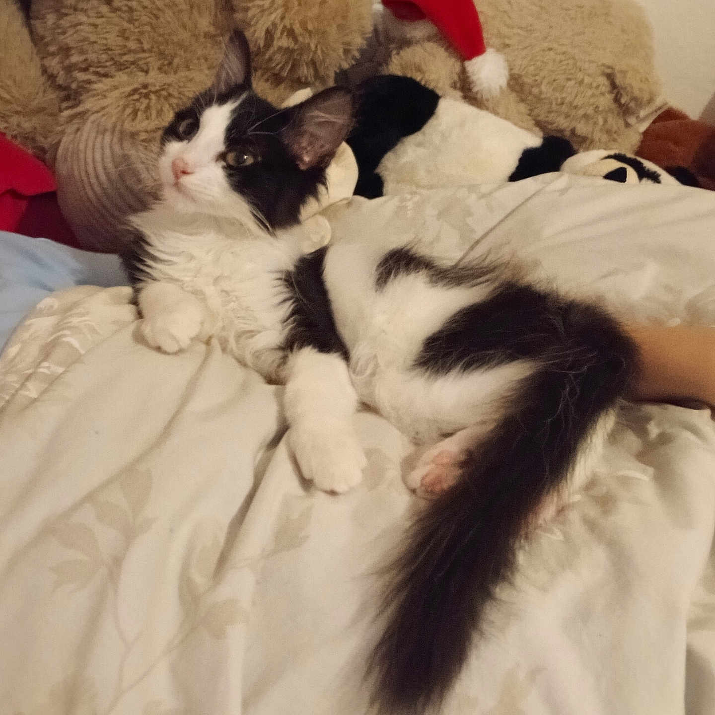 Lilo participe au concours pour gagner de l'argent avec cette photo : cat, black_and_white, fluffy, long_hair, pet, animal, tuxedo_cat, lying_down, bed, bedding, blanket, teddy_bear, stuffed_animal, santa_hat, christmas, indoors, bedroom, cozy, tail, portrait