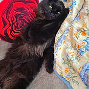 Smiley participe au concours pour gagner de l'argent avec cette photo : cat, black_cat, fluffy, lying_down, pillow, red_rose, blanket, floral_pattern, couch, indoor, pet, relaxed, fur, whiskers, animal, cozy, resting, yellow_eyes, soft_texture, comfort