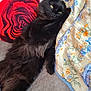 cat, black_cat, fluffy, lying_down, pillow, red_rose, blanket, floral_pattern, couch, indoor, pet, relaxed, fur, whiskers, animal, cozy, resting, yellow_eyes, soft_texture, comfort