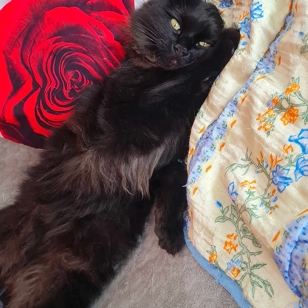 Smiley participe au concours pour gagner de l'argent avec cette photo : animal, black_cat, blanket, cat, comfort, couch, cozy, floral_pattern, fluffy, fur, indoor, lying_down, pet, pillow, red_rose, relaxed, resting, soft_texture, whiskers, yellow_eyes