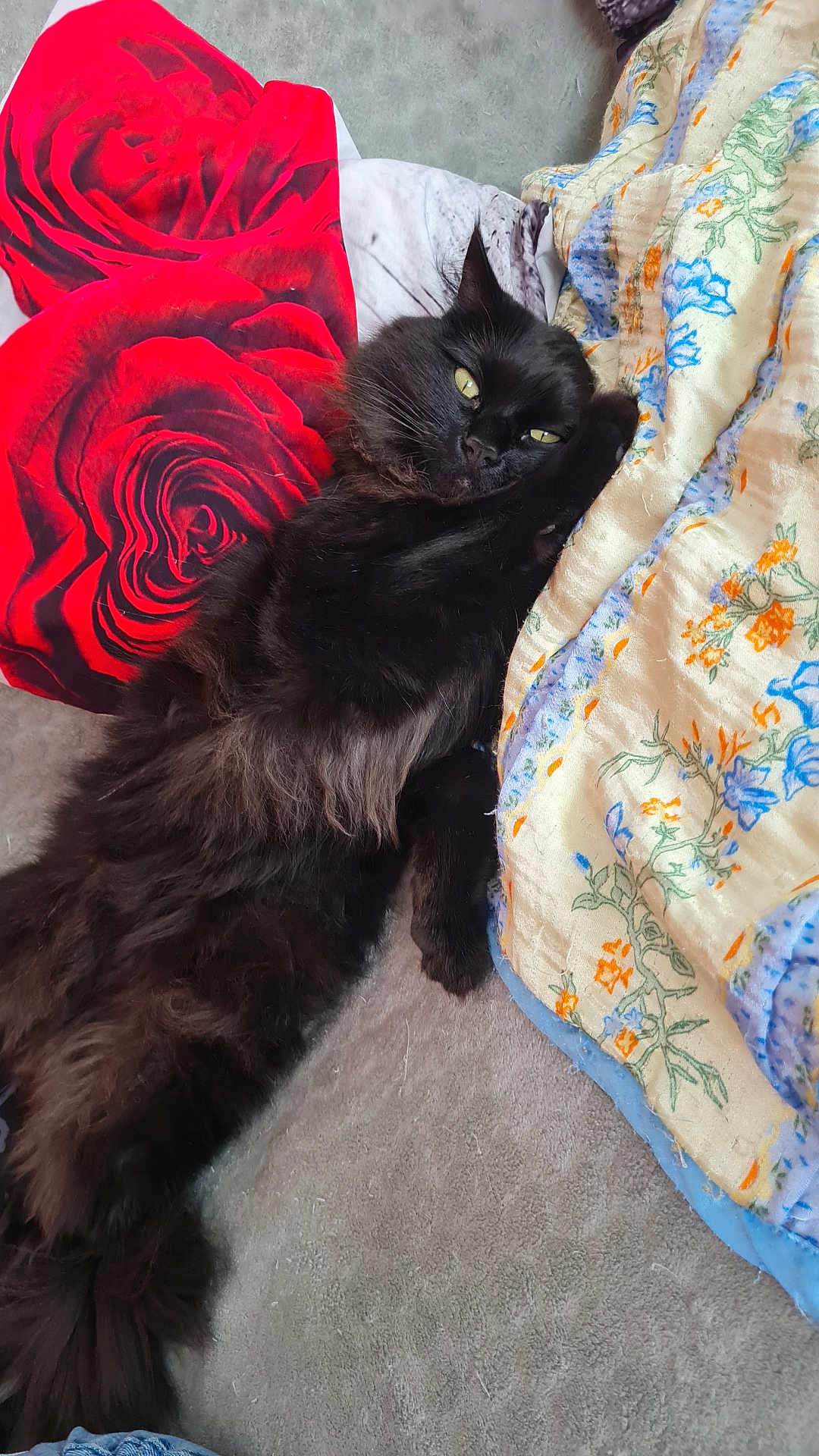 Smiley participe au concours pour gagner de l'argent avec cette photo : animal, black_cat, blanket, cat, comfort, couch, cozy, floral_pattern, fluffy, fur, indoor, lying_down, pet, pillow, red_rose, relaxed, resting, soft_texture, whiskers, yellow_eyes