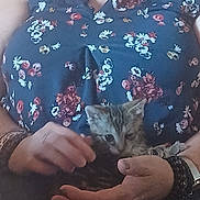Willow participe au concours pour gagner de l'argent avec cette photo : kitten, cat, hands, person, floral_clothing, bracelet, necklace, sitting, comfort, pet, animal, cute, indoor, closeup, domestic_animal, feline, casual, human, holding, resting