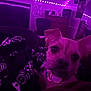bedroom, blanket, chair, close_up, collar, cozy, cute, dark, dog, dresser, furniture, indoor, pet, purple_light, reflection, relaxing, skull_pattern, small_dog, string_lights, wall_art