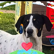 Roxy a rejoint le concours — aidez-le/la à gagner de superbes lots ! animal, architecture, ball, building, canine, cushion, dalmatian, dog, grass, greatdane, homedecor, hound, outdoors, pet, plant, pointer, puppy, shelter, sport, tennis