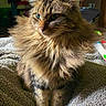 cat, tabby_cat, fluffy, longhaired, fur, whiskers, blue_eye, green_eye, sitting, portrait, closeup, indoors, living_room, carpet, blanket, pet, animal, mammal, brown_fur, alert