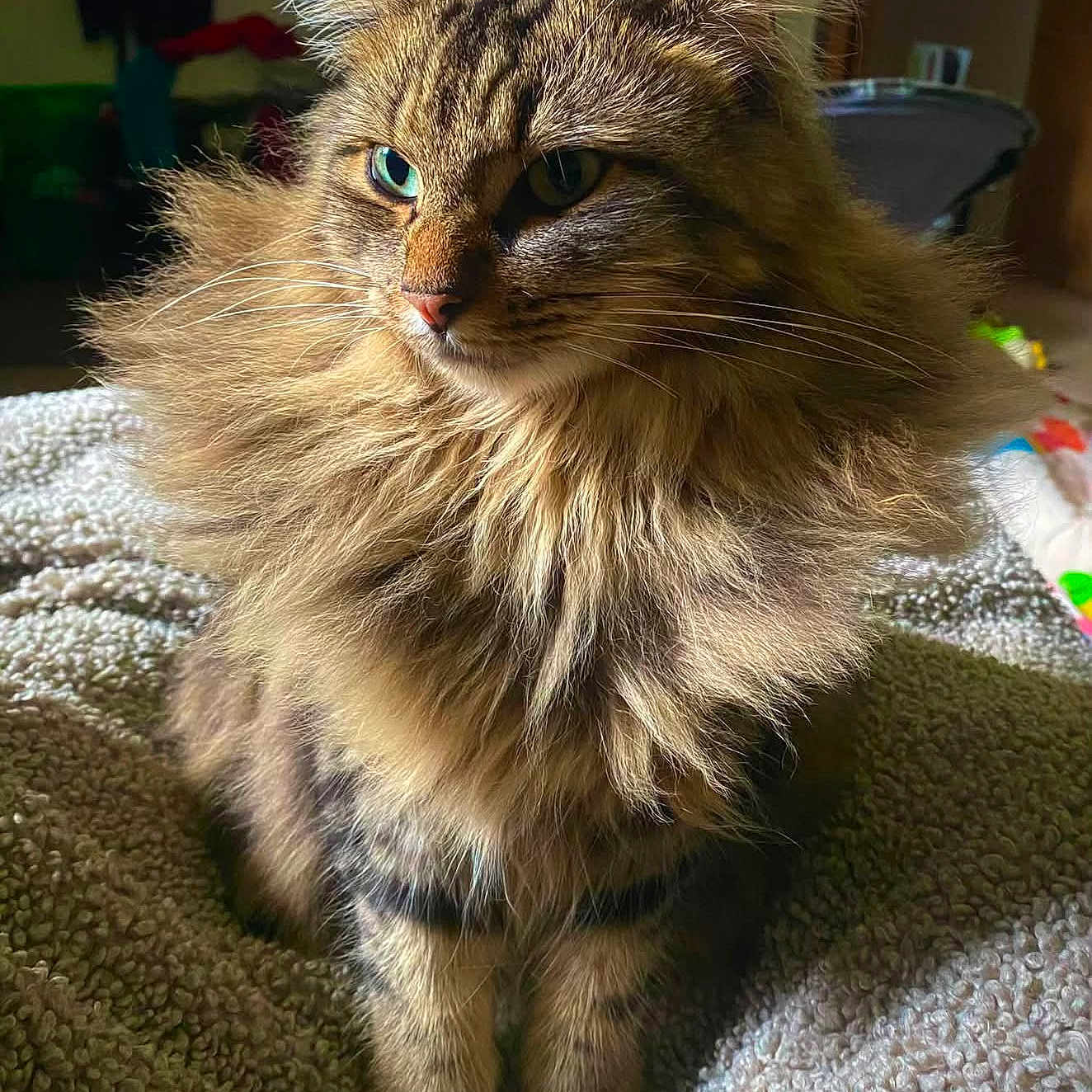 Coco