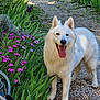 dog, white_dog, outdoor, garden, flowers, purple_flowers, greenery, gravel_path, sunlight, happy, tongue_out, pet, canine, nature, plants, summer, daylight, animal, flora, smiling