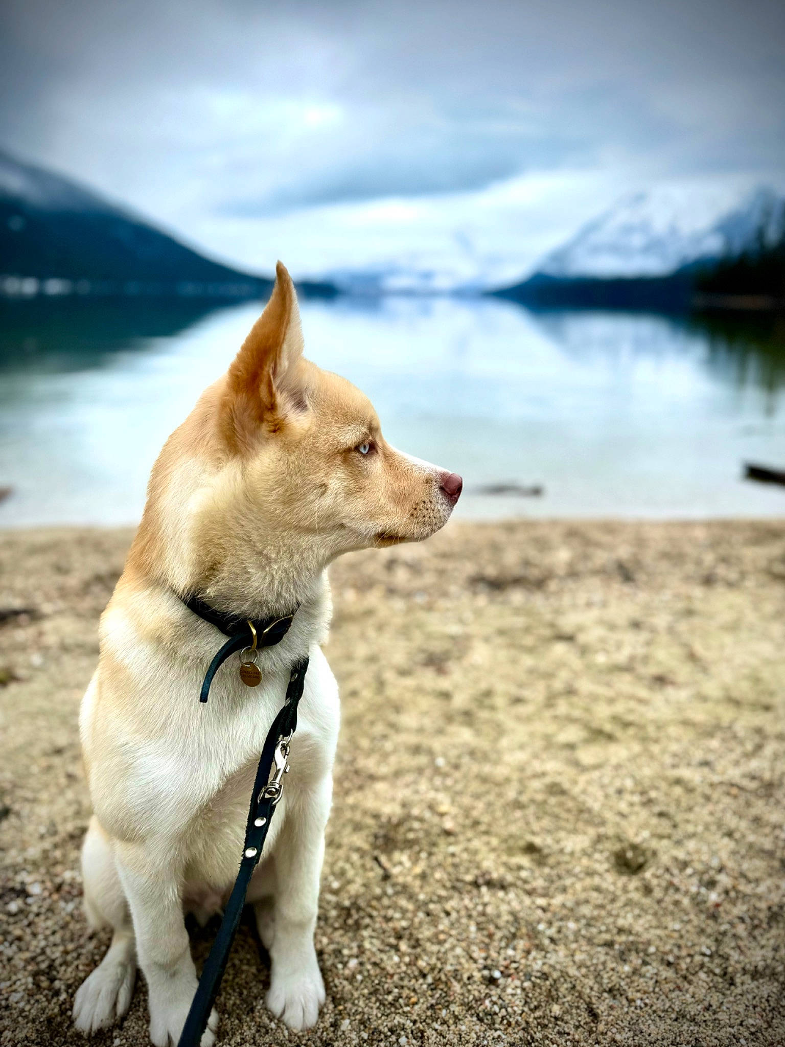 Odin is registered to the contest to win money with this photo: ancient_dog_breeds, canidae, carnivore, cloud, companion_dog, dog, dog_breed, fawn, lake, landscape, ocean, sky, snout, spitz, sporting_group, tail, water, wildlife, wood, working_dog