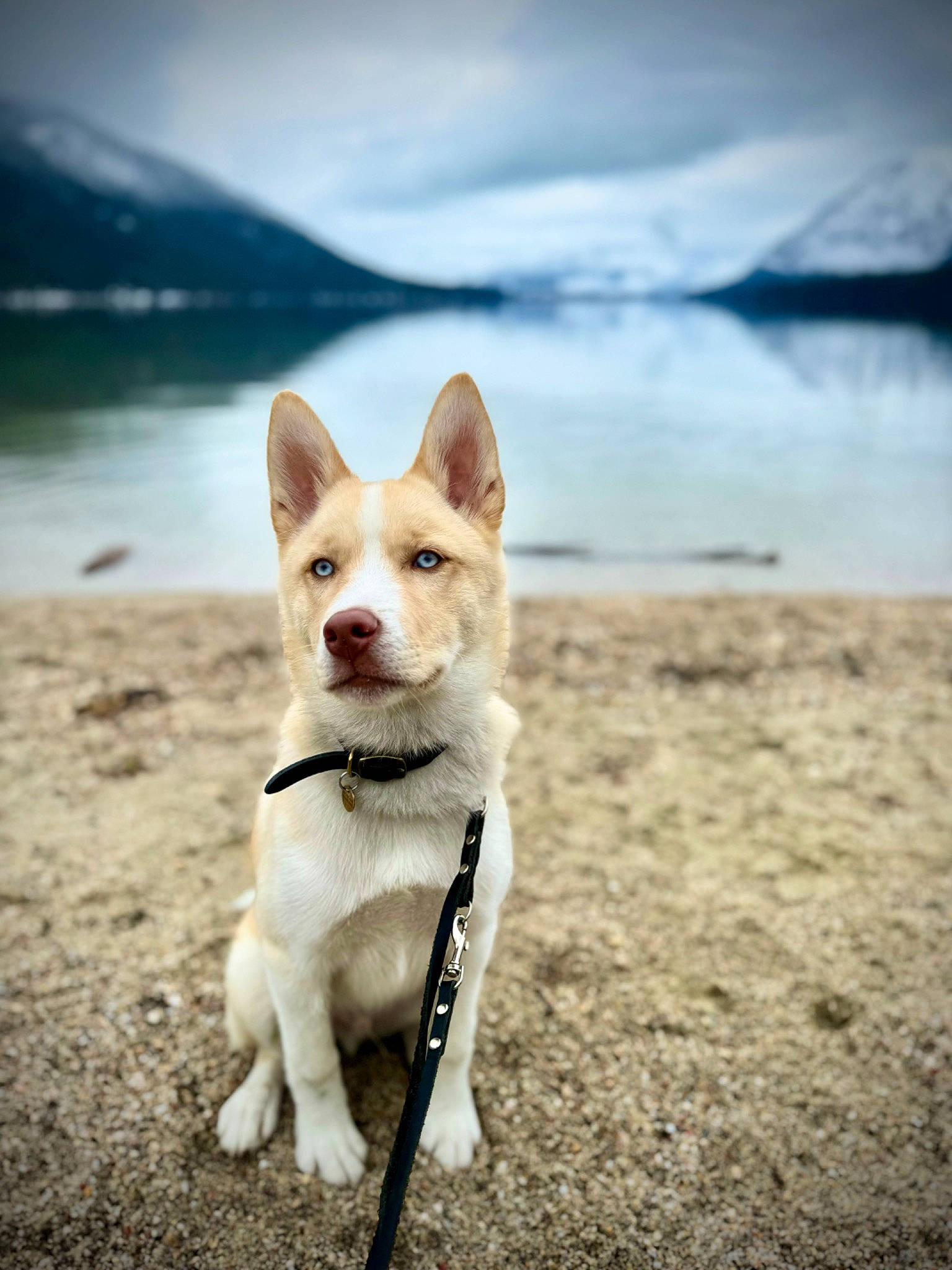 Odin is registered to the contest to win money with this photo: ancient_dog_breeds, beach, canidae, carnivore, companion_dog, dog, dog_breed, fawn, lake, landscape, non_sporting_group, ocean, sky, snout, sporting_group, tail, water, whiskers, wood, working_animal