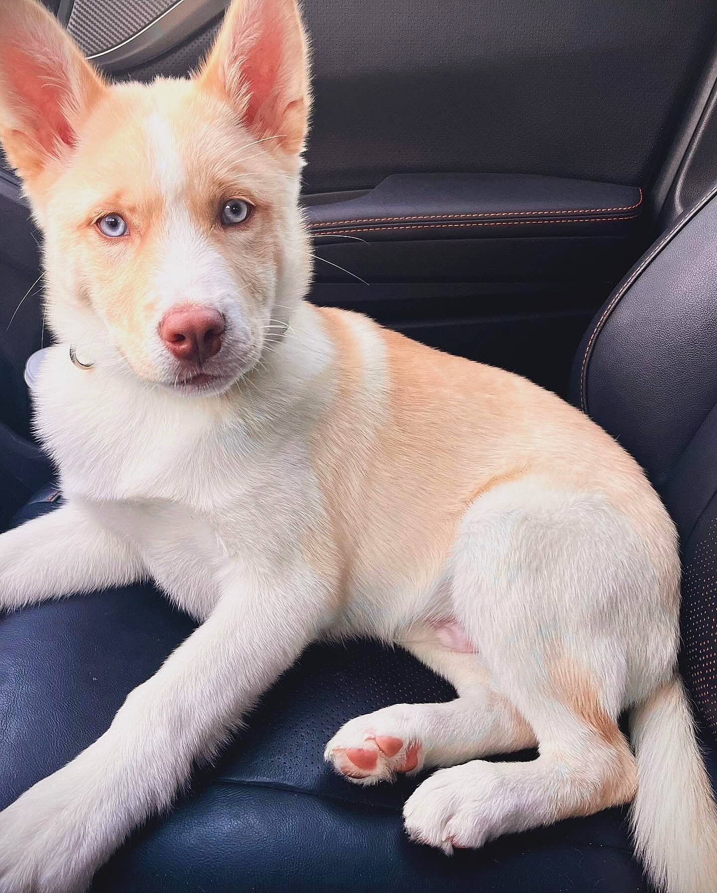 Odin is registered to the contest to win money with this photo: canidae, car_seat, carnivore, companion_dog, dog, dog_breed, fawn, foot, fur, jaw, paw, personal_luxury_car, snout, sporting_group, tail, terrestrial_animal, vehicle_door, whiskers, window, windshield