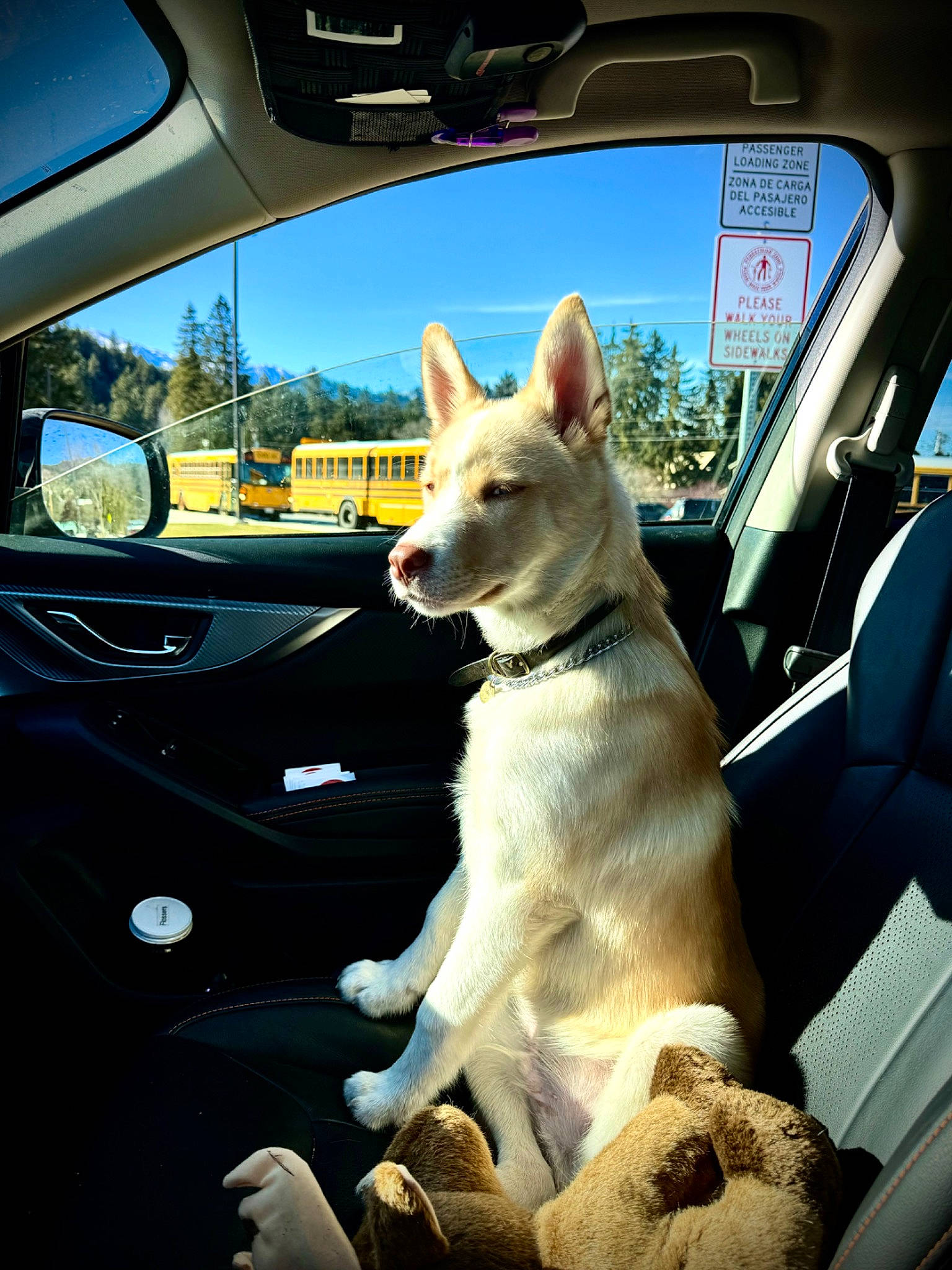 Odin joined the competition — help win amazing prizes! auto_part, automotive_design, automotive_exterior, automotive_mirror, car, car_seat, carnivore, companion_dog, dog, dog_breed, fawn, hood, mode_of_transport, motor_vehicle, rear_view_mirror, sky, steering_wheel, vehicle, vehicle_door, window