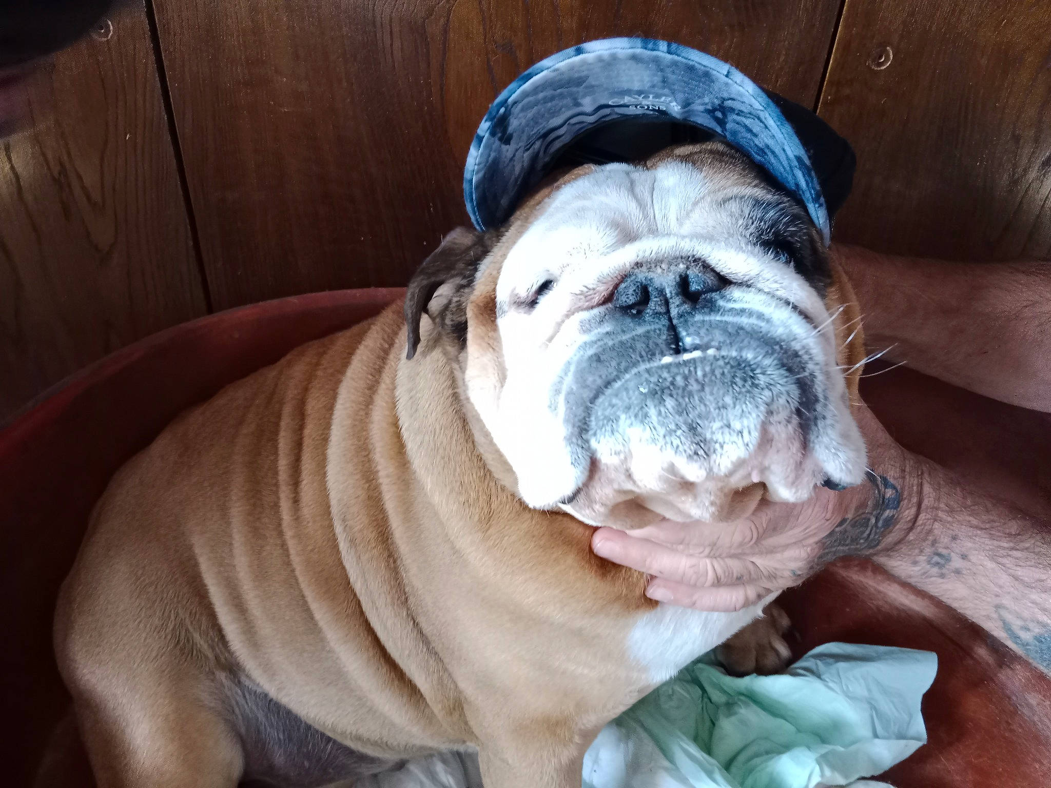 Elffy participe au concours pour gagner de l'argent avec cette photo : ancient_dog_breeds, bulldog, canidae, carnivore, comfort, companion_dog, dog, dog_breed, fawn, flooring, non_sporting_group, puppy, sporting_group, toy_dog, whiskers, white_english_bulldog, wood, working_animal, working_dog, wrinkle