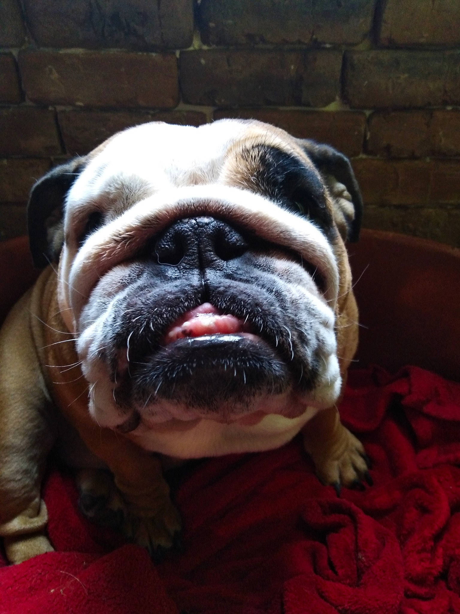 Elffy participe au concours pour gagner de l'argent avec cette photo : brick, brickwork, bulldog, canidae, carnivore, companion_dog, dog, dog_breed, fawn, jaw, liver, molosser, non_sporting_group, ori_pei, snout, sporting_group, terrestrial_animal, whiskers, working_animal, wrinkle