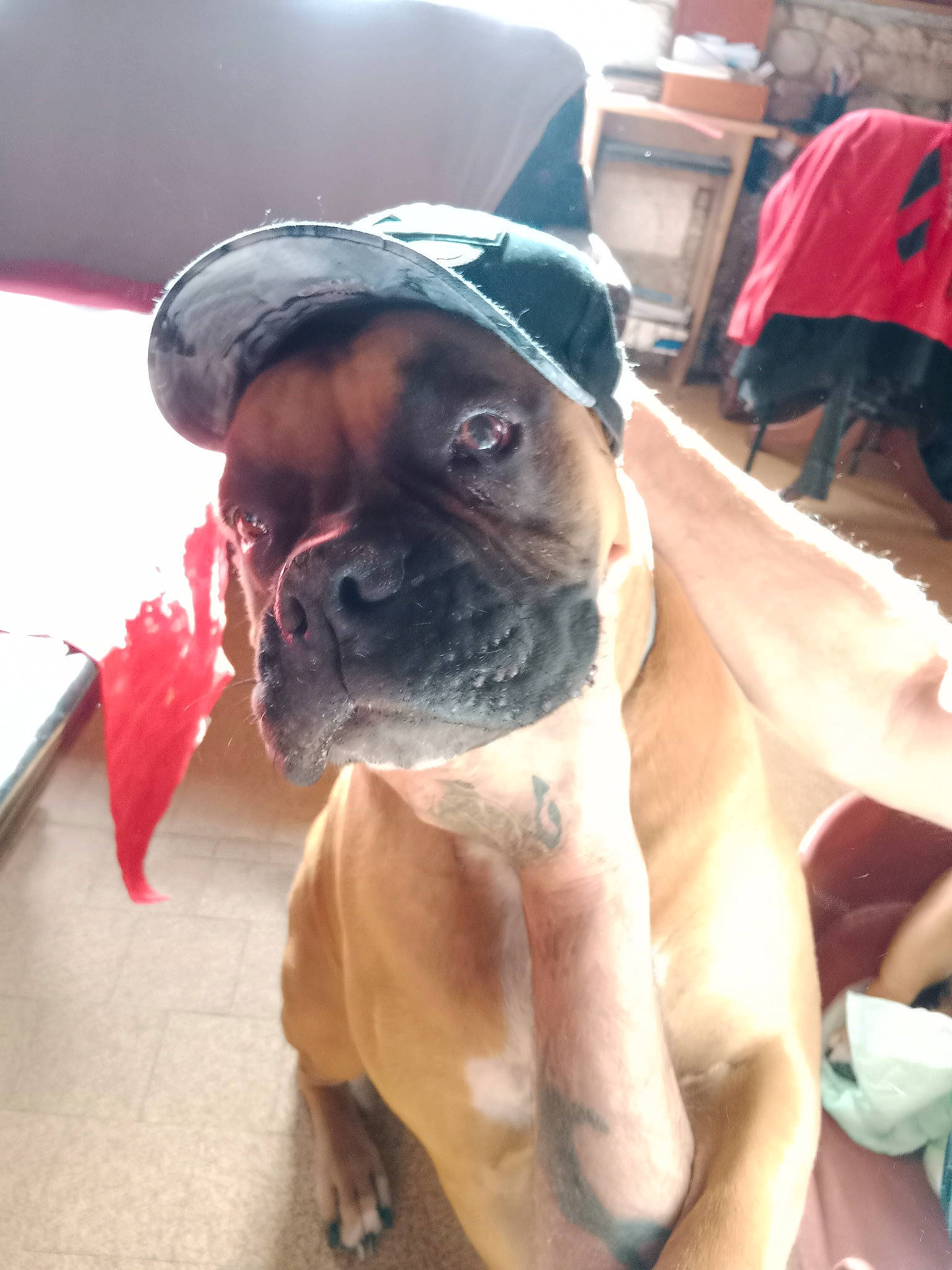 Oslo participe au concours pour gagner de l'argent avec cette photo : canidae, carnivore, companion_dog, dog, dog_breed, dog_collar, dog_supply, fawn, flooring, molosser, non_sporting_group, plant, snout, sporting_group, whiskers, window, working_animal, working_dog, wrinkle